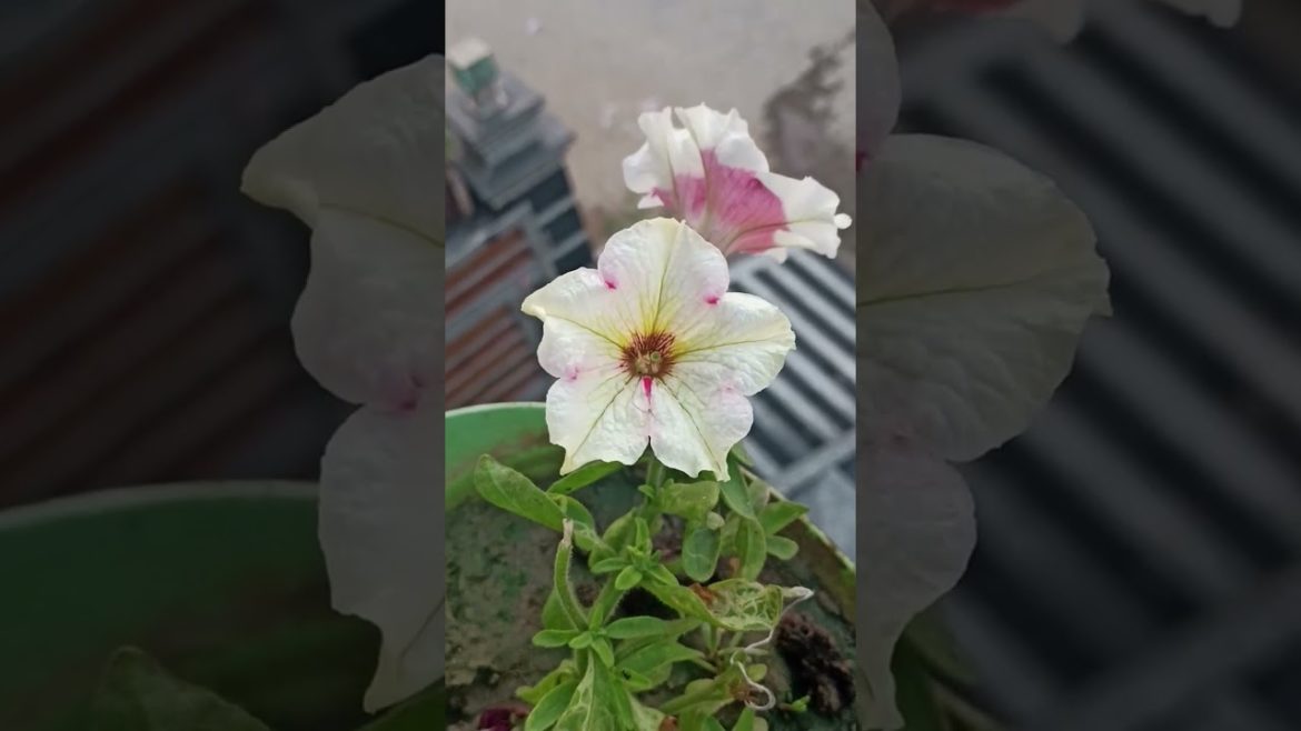 lovely flowers #shorts #gardeningpointds #flowers #garden #viral #gardening #plant #gardener