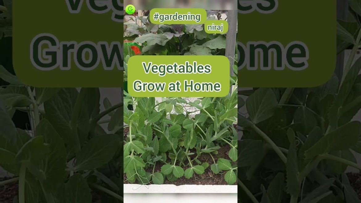 Grow Vegetables // Organic Vegetables // Grow Peas at Home #shortvideo