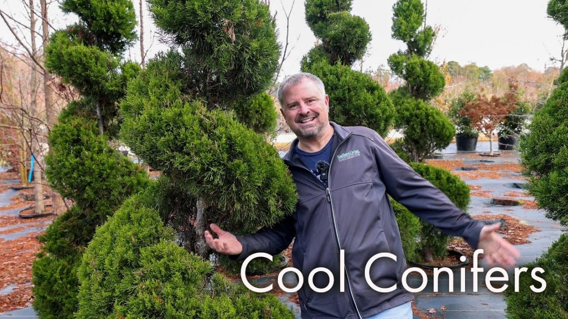 Awesome Conifers 🌲 Awesome Conifers 🌲