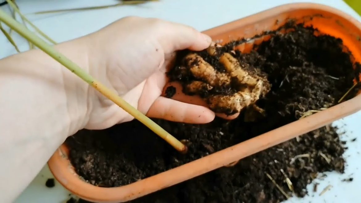 Container gardening - Ginger harvest