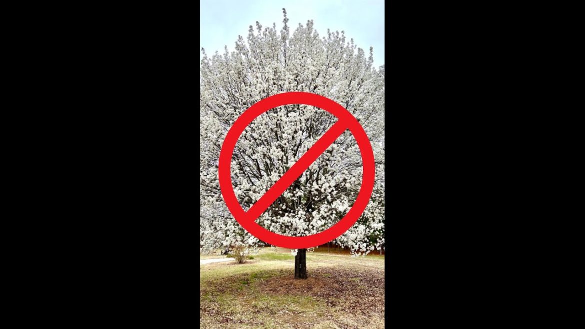 A tree you should avoid. #shorts #gardeningadvice #gardening #gardeningtips
