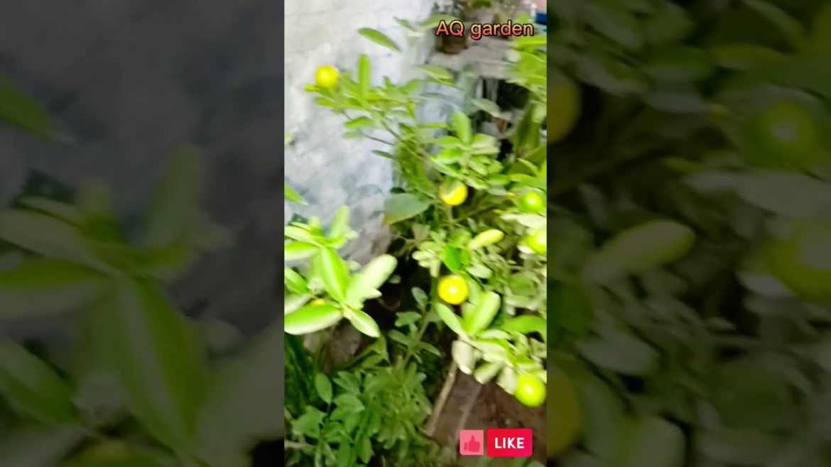 Lemon Plant 🍋 #shorts #gardening #grow