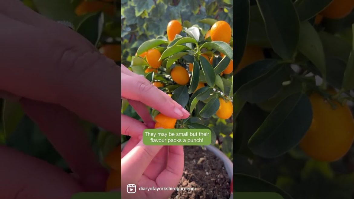 Harvesting homegrown kumquats | Diary of a Yorkshire Gardener #gardeningtips