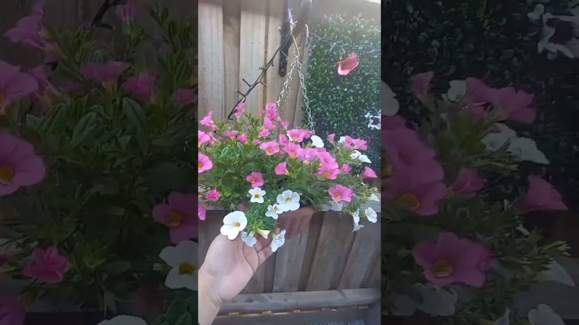 Flowers in my Backyard | fence decoration | Hanging baskets | Garden tour
