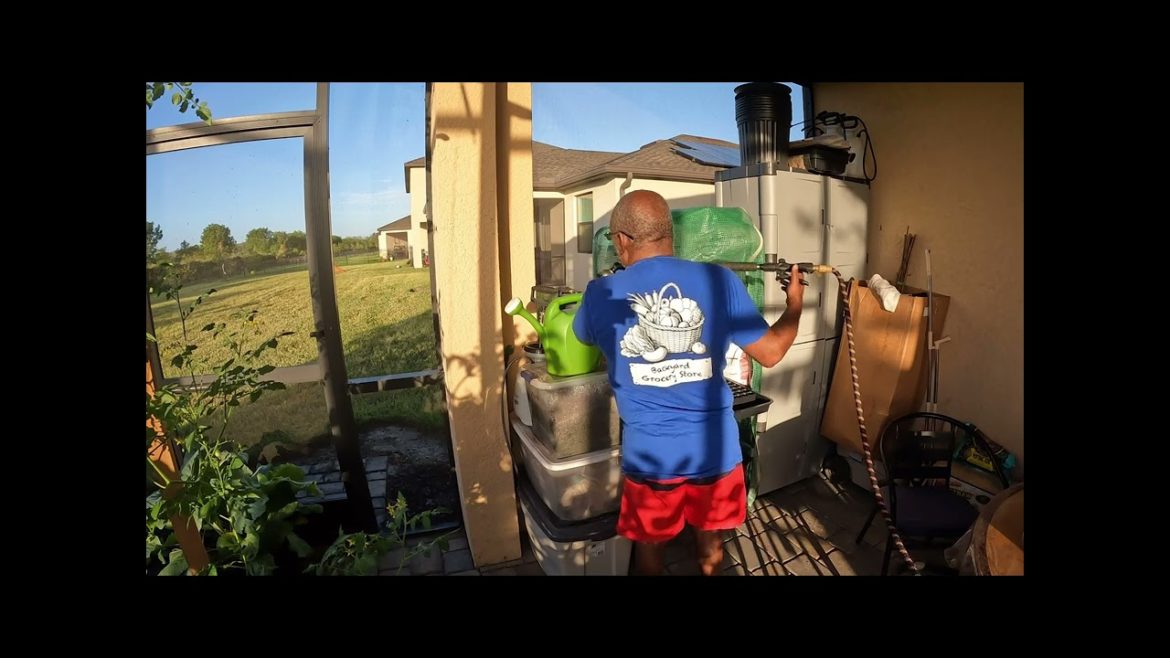 Feeding My Leafy Green Vegetables With Organic Liquid Fertilizer Feeding My Leafy Green Vegetables With Organic Liquid Fertilizer
