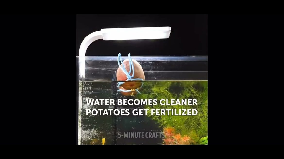 Easy gardening tips 2