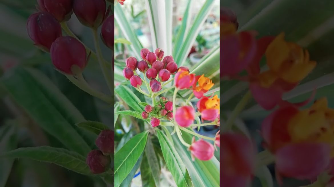 My Small Beautiful Home Garden Raining In My Backyard beautiful flowers #shorts #garden #flowers