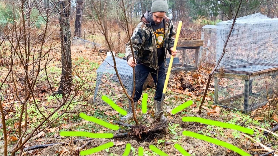 Planting Large Bare Root Plants (with ease)