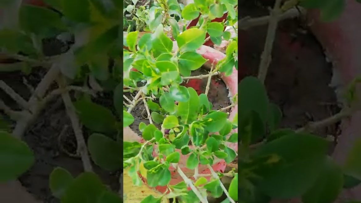 My Small Beautiful Home Garden Raining In My Backyard #shorts #garden