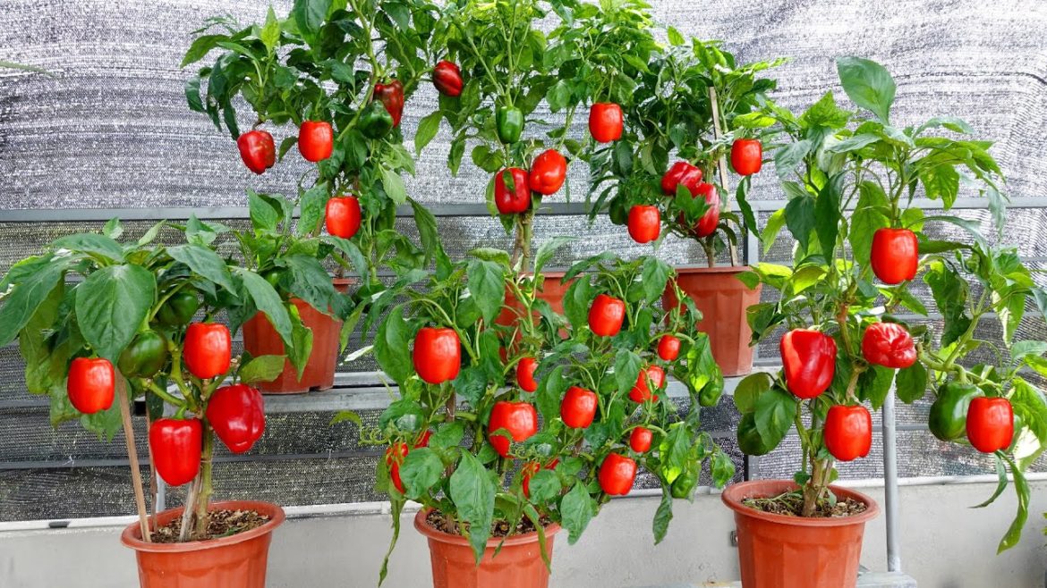 Tips for recovering Bell peppers with pests, pocket experience for gardeners