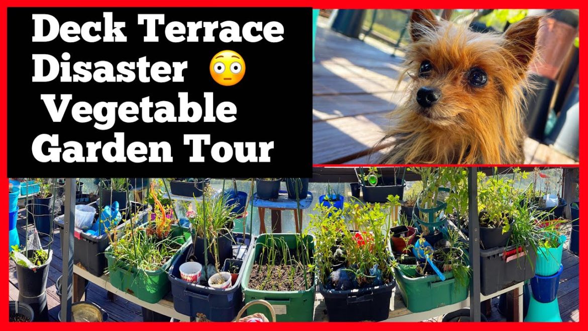 Small Space Balcony Garden Growing Food on Patio Deck / How to Grow Vegetables Container Gardening Small Space Balcony Garden Growing Food on Patio Deck / How to Grow Vegetables Container Gardening