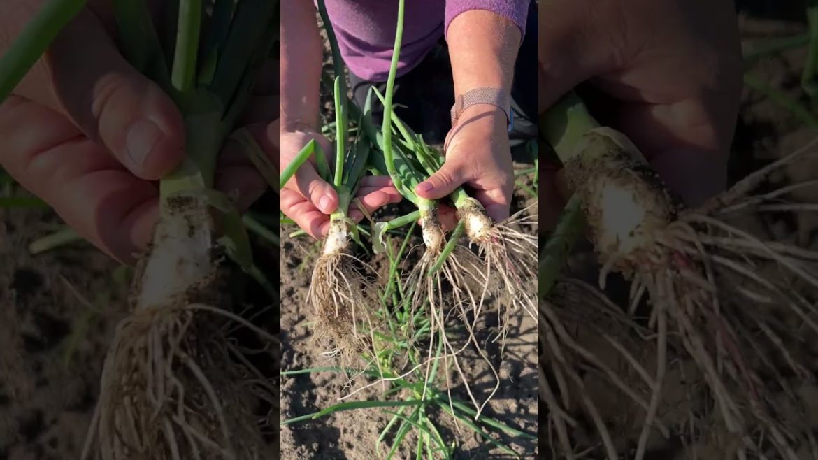 How To Replant Multiplying Onions How To Replant Multiplying Onions