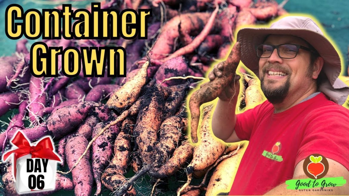 Is THIS Sweet Potato Harvest As Good As It Gets? - and it's DAY SIX of our 31 Days of Giving!