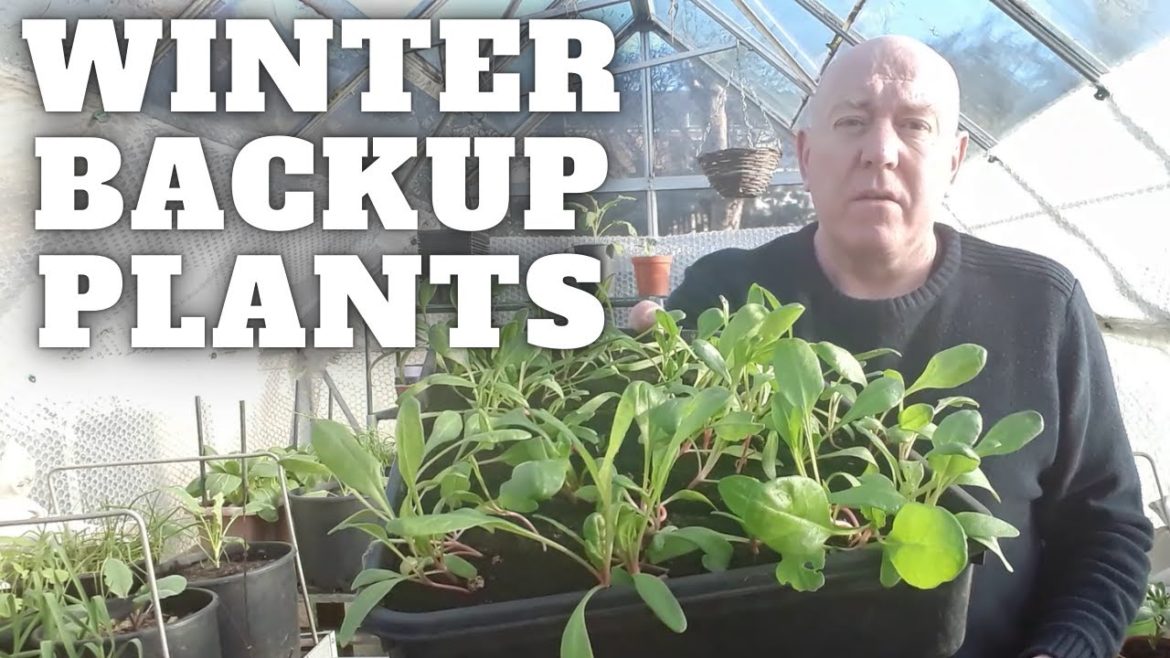 Winter Backup Plants [Gardening Allotment UK] [Grow Vegetables At Home ]