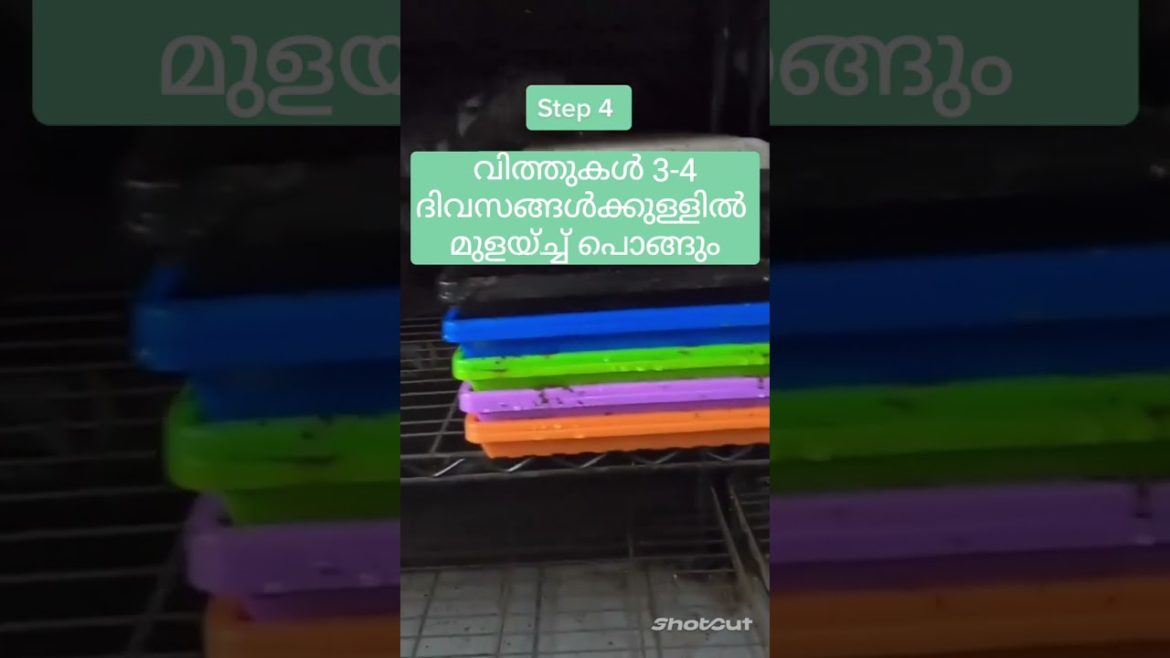 #Microgreen farming for beginners: How to get started #viral