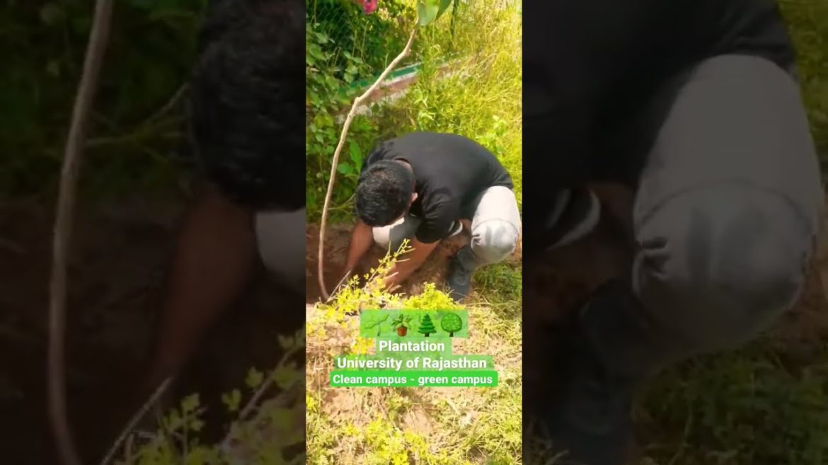 Clean campus - green campus #trending #shorts #shortvideo #trendingshorts