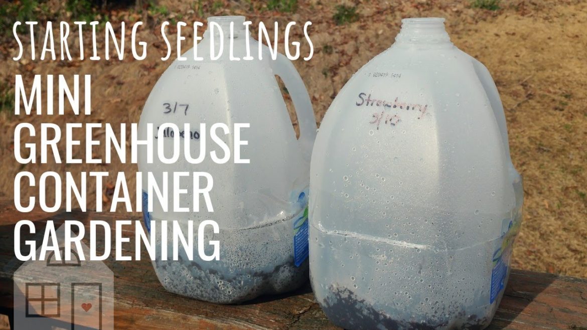 TUTORIAL: DIY Gallon Jug Container Gardening | How to Sow Seeds | Winter Sowing | Mini Greenhouse TUTORIAL: DIY Gallon Jug Container Gardening | How to Sow Seeds | Winter Sowing | Mini Greenhouse