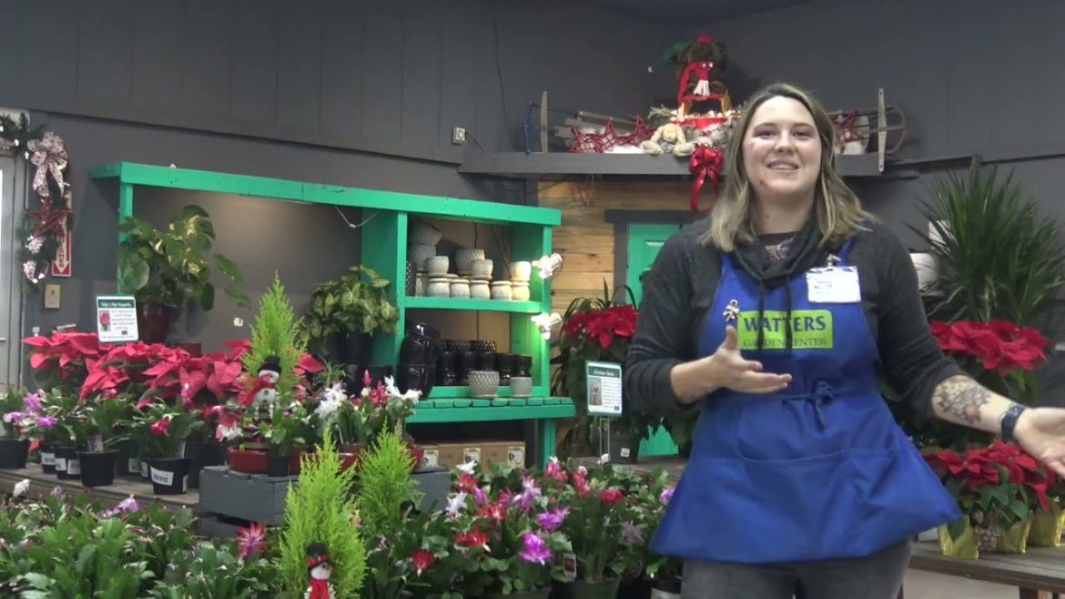 McKenzie shows off our Christmas Cactus