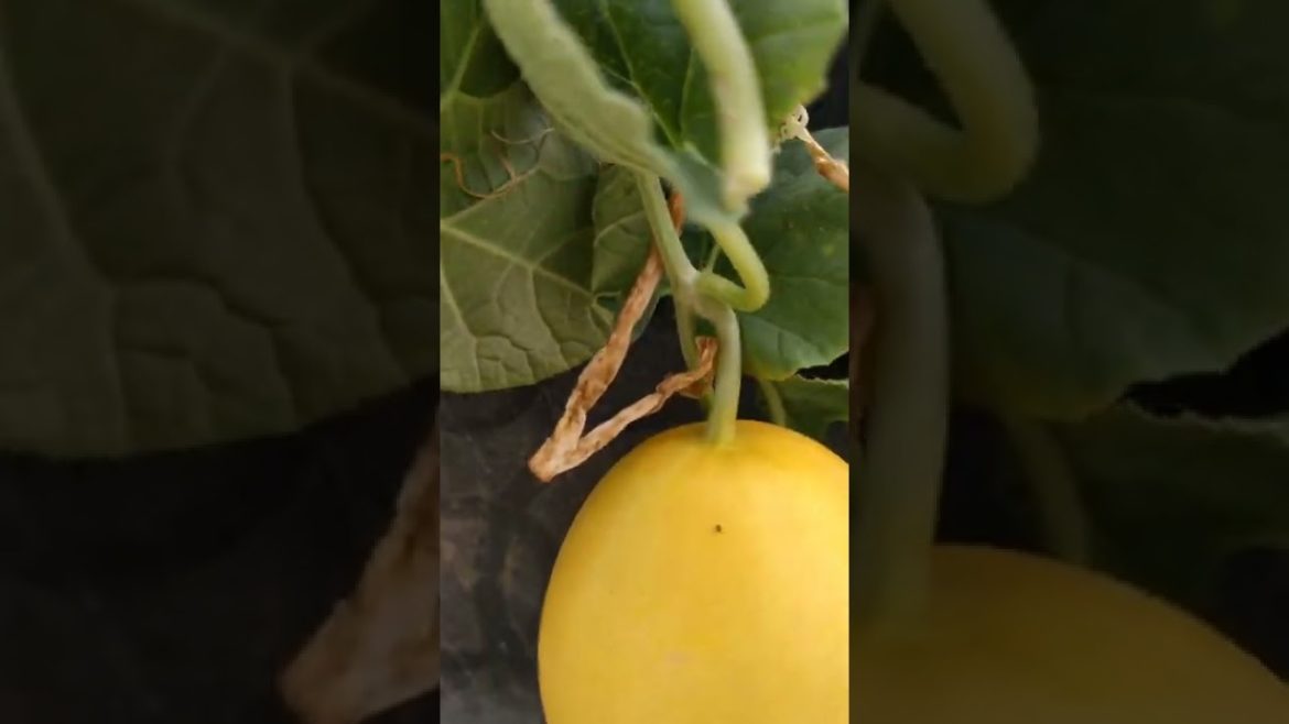 Container gardening #shorts #terracegardening #gardening #organicgardening #69 Container gardening #shorts #terracegardening #gardening #organicgardening #69