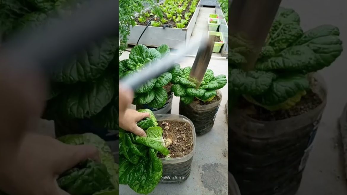 Beautiful Nature with Rural Life #shorts #naturalife #rurallife