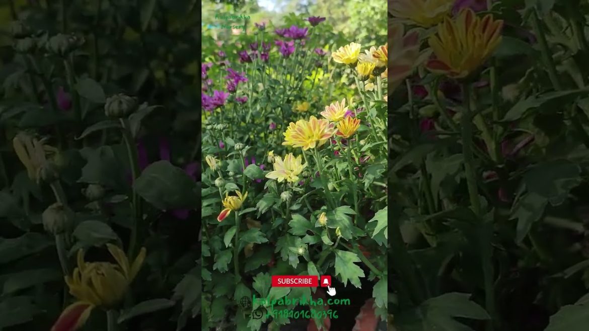 Chrysanthemums Plant Tips #chrysanthemum #chrysanthemumflower #chrysanthemums #chrysanthemums