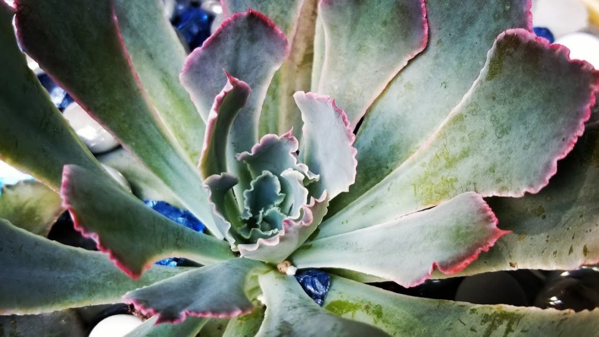 Building a Succulent & Cactus Container Garden Part 3! Echeveria Planter! TWIG