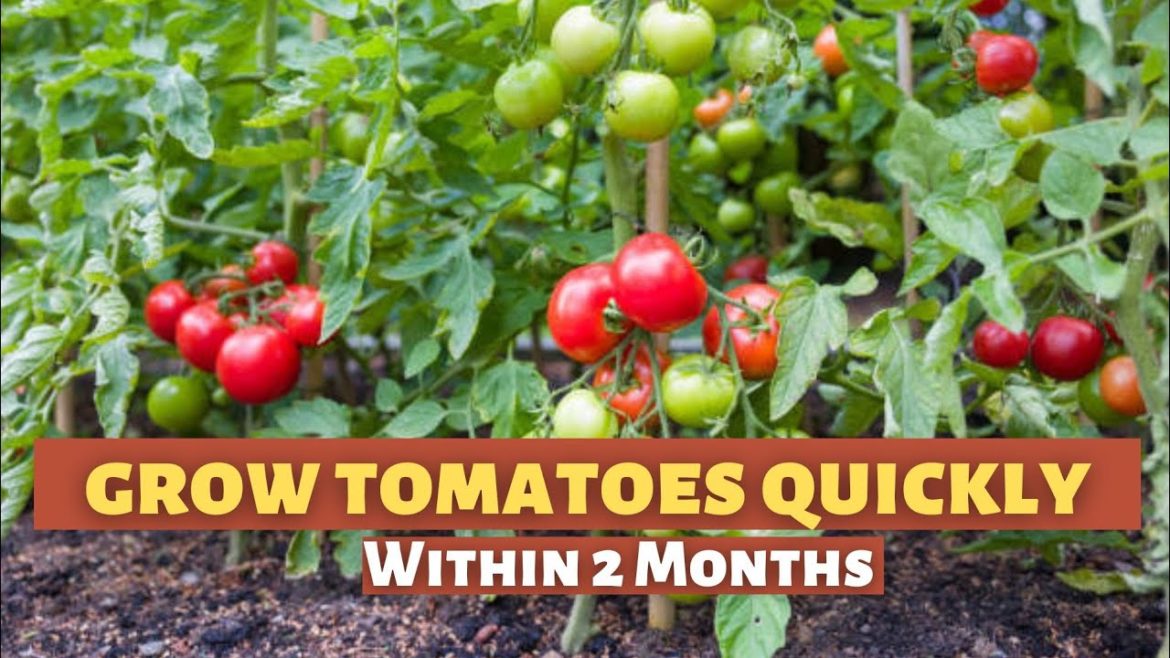 Easiest Way To  Grow Lots Of Tomatoes At Home | Seed To Harvest