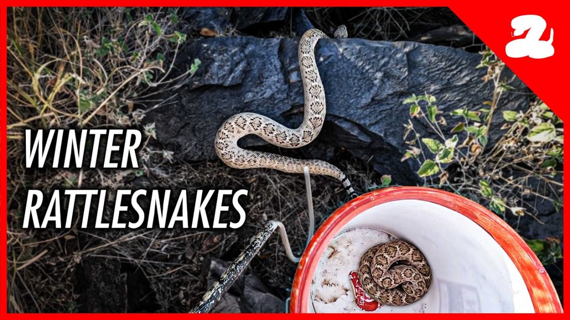 Couple Finds a Rattlesnake Den on Their Porch [Ep. 80]