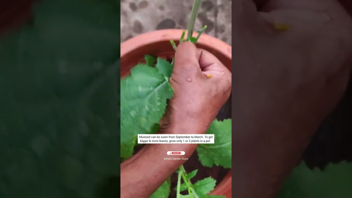 Tips For Growing Mustard Plants|सरसो के बड़े पत्ते उगाने के लिए टिप्स|#ashasgardenstory#shorts