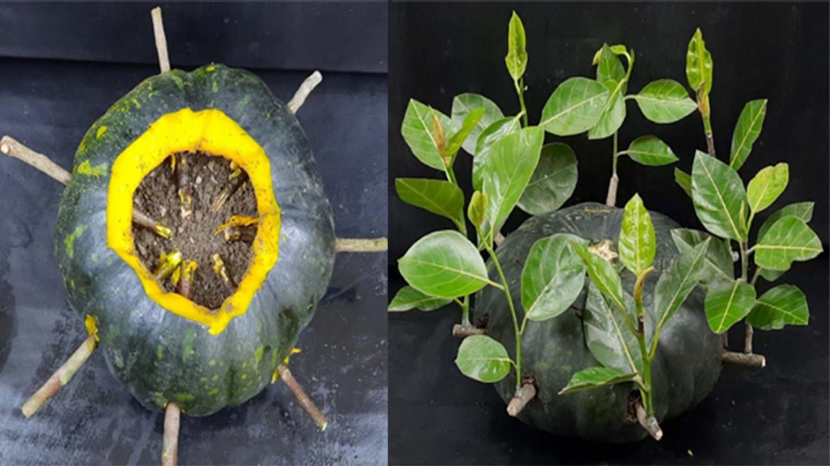 Technique Grafting Jackfruit Tree In Pumpkin Fruit
