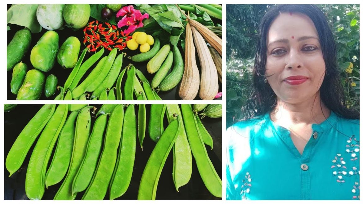Weekly Harvesting My Backyard Garden | Harvesting Organic Lots Of Broad Beans