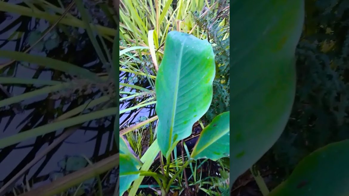 π¨π³ Chinese dwarf banana π in our exotic tropical garden π΄ π¨π³ Chinese dwarf banana π in our exotic tropical garden π΄
