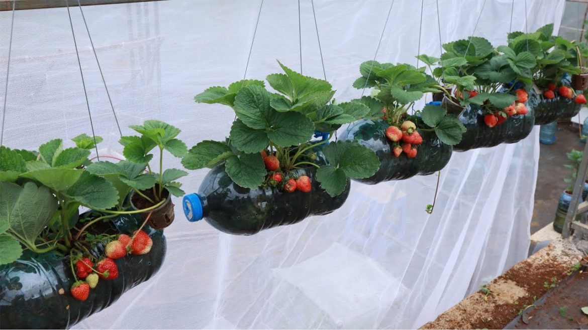 Big, sweet fruit - How to grow and propagate strawberries in plastic bottles