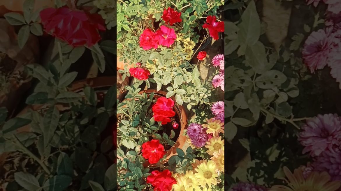 Rose plant care tips Rose plant care tips