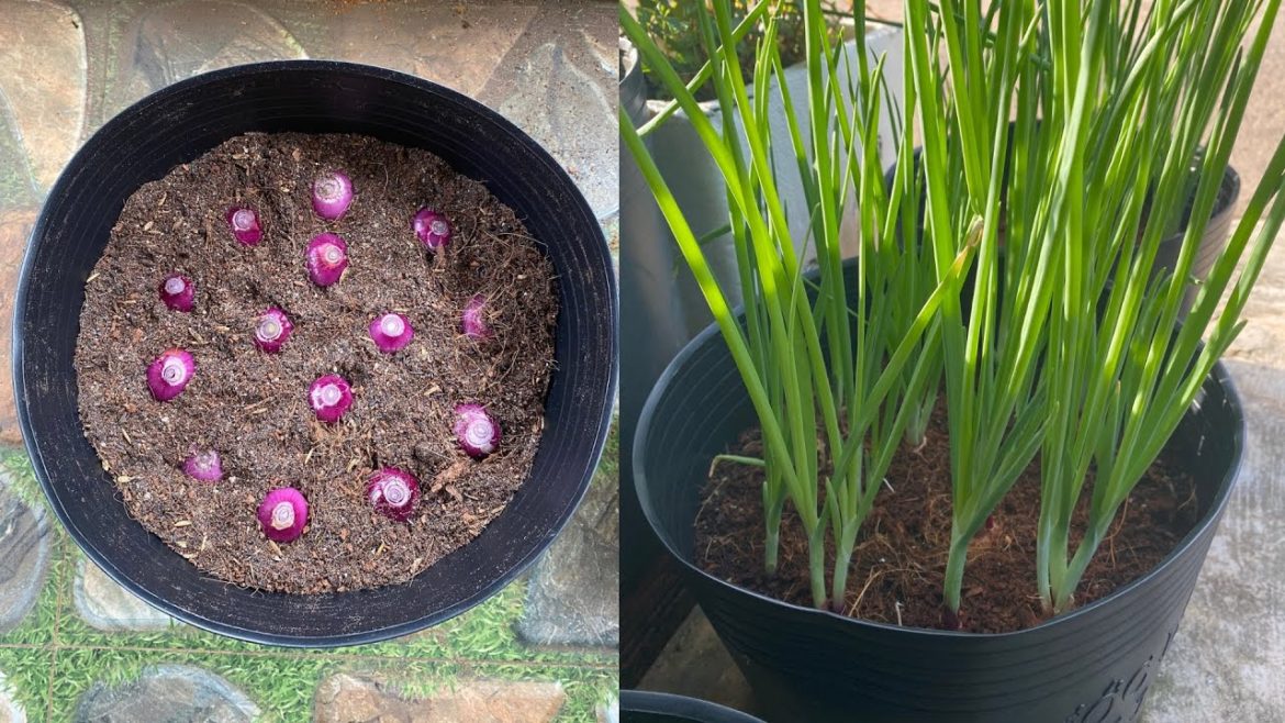 Growing onions easy way – Growing onions from bulbs in pots / DIY Rooftop Garden Ideas Growing onions easy way - Growing onions from bulbs in pots / DIY Rooftop Garden Ideas