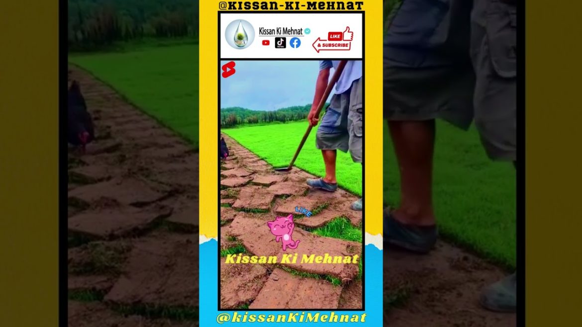 Grass Cutting Tool, Mowing the Grass Tool #agritools #agriculture #grafting #gardening