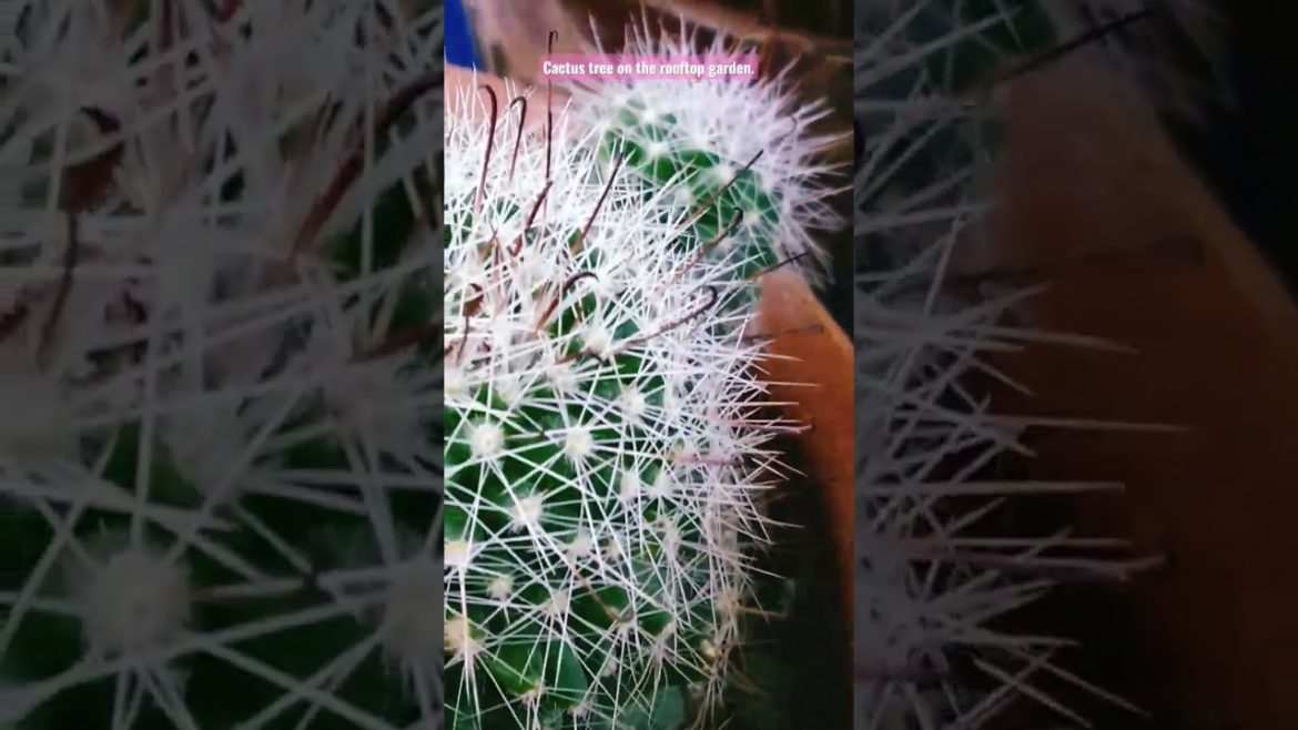 Cactus tree on the rooftop garden design and ideas.