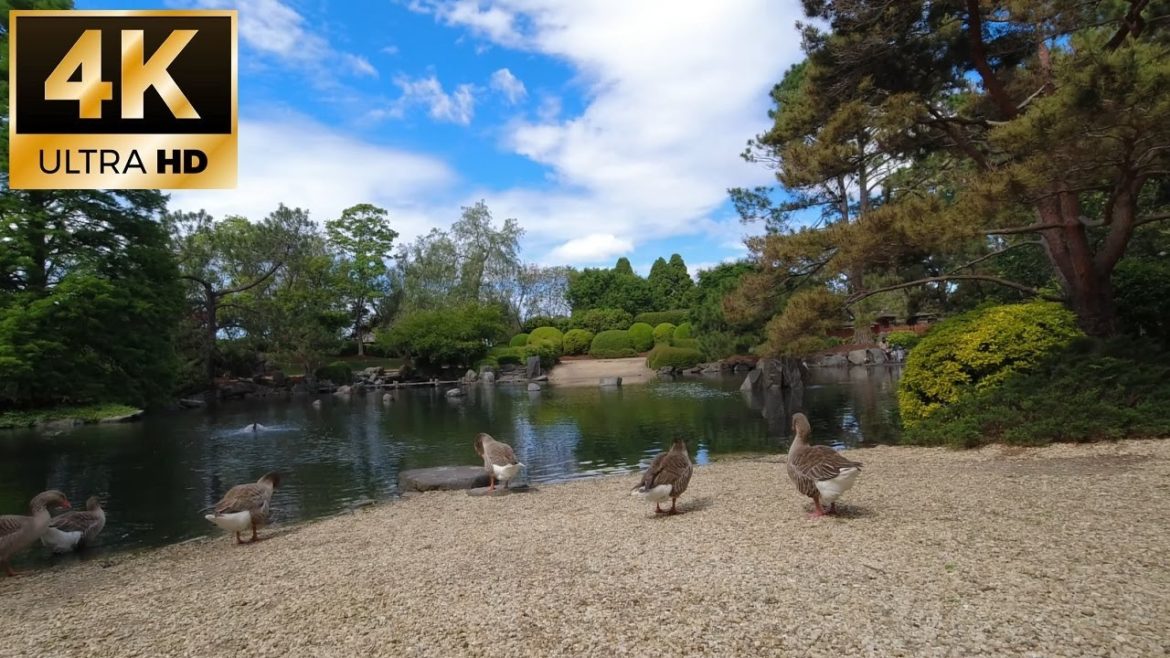 [4K] Virtual Japanese Garden Walk | Auburn Botanic Gardens, Wildlife, & Rainforest