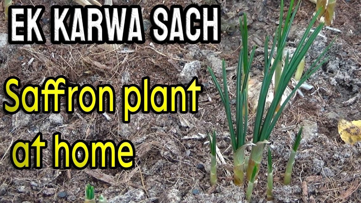Ek Karwa Sach | Zaffran Ki Haqeeqat | Saffron Plant at Home | Saffron Growing in Pakistan