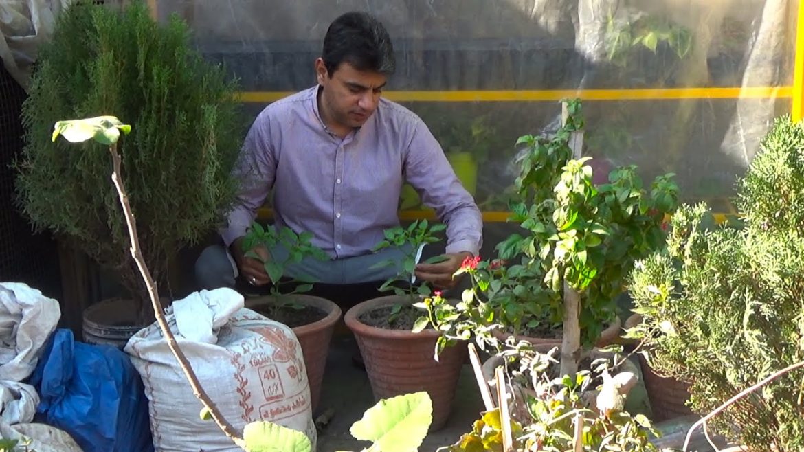 Vegetable Plants Growing Well | Easiest Vegetables Grow from Seed | Best Vegetables to Grow at Home