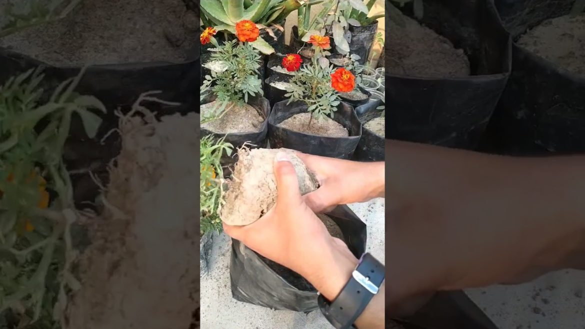 Tips For Repotting Nursery bought plants | #नर्सरी से लाए पौधे अब नहीं मरेंगे🤩 #shorts #repotting