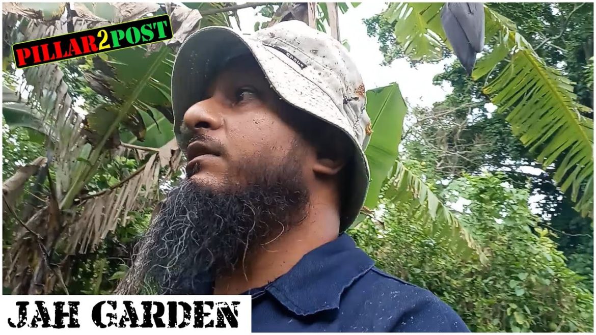 Backyard Garden Update