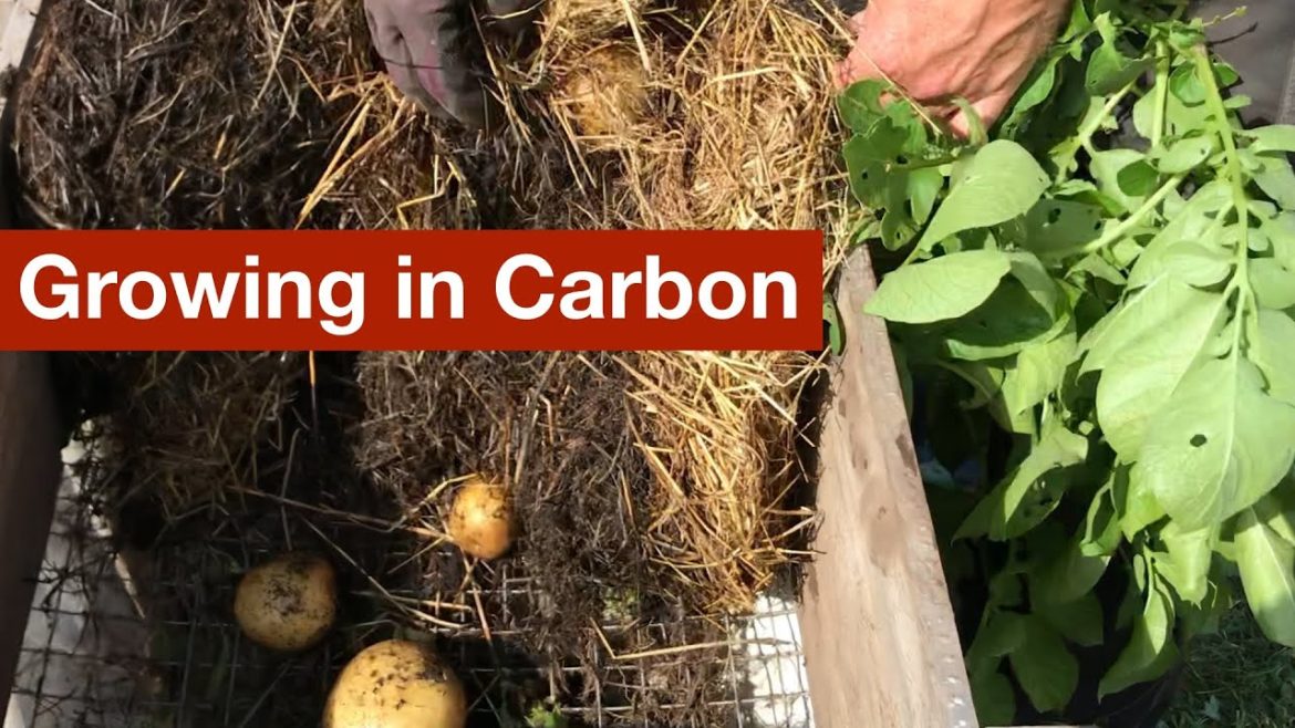 Growing Potatoes in Carbon – Part 5 of the Potato Grow Bag Trials