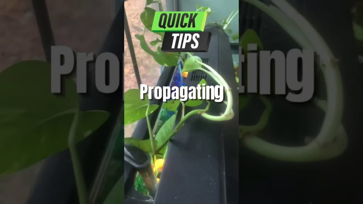 QUICK & EASY Pathos Propagation Tip #shorts #plants #gardening