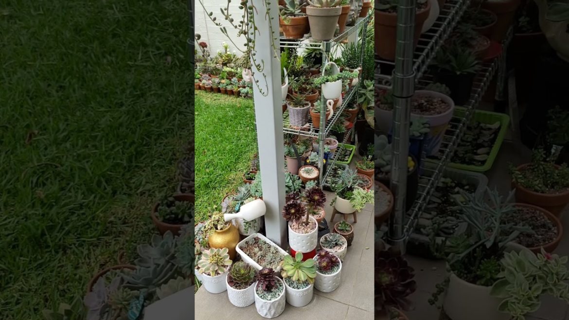 Small spaced Garden Ideas at Home #shorts #garden #homegarden