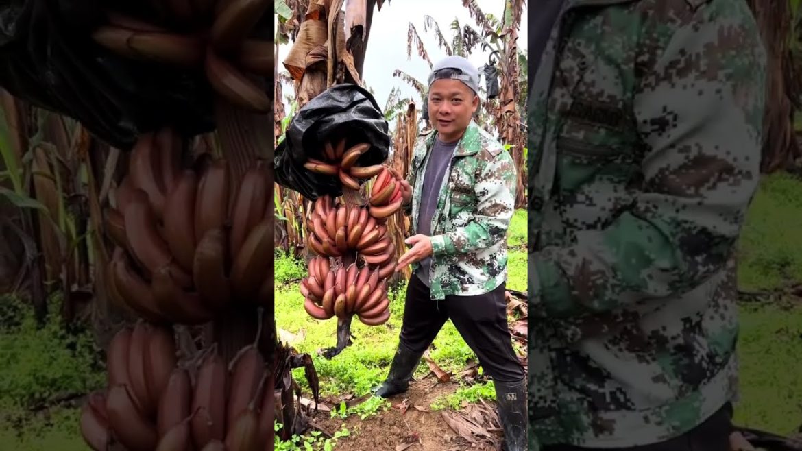 Tasting red Bananas #fruit