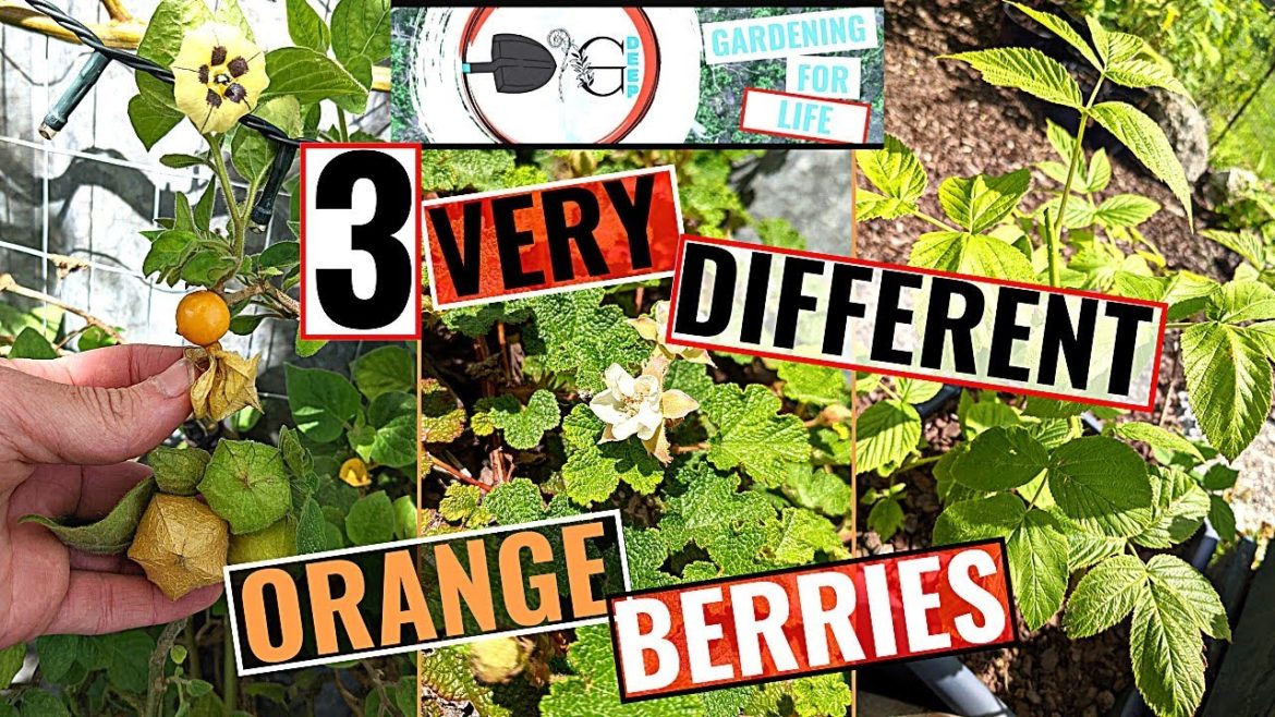 WHAT ARE ORANGEBERRIES ~ @digdeep6881 WHAT ARE ORANGEBERRIES ~ @digdeep6881