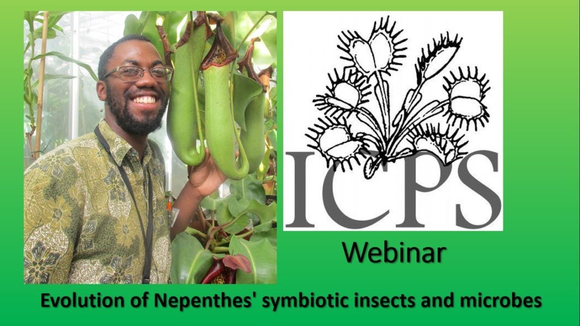 Evolution of Nepenthes' symbiotic insects and microbes