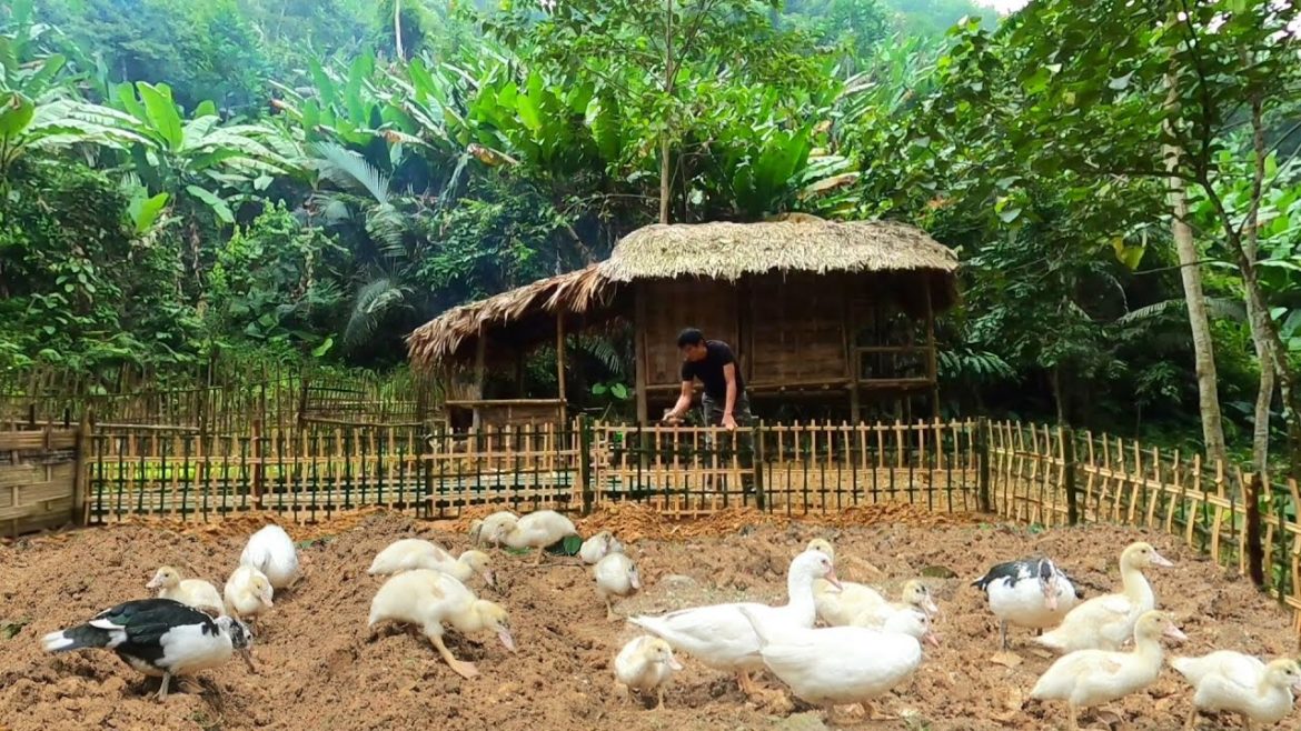 Thanh Building life : gardening, growing melons, taking care of pigs, chickens, and ducks – EP. 59 Thanh Building life : gardening, growing melons, taking care of pigs, chickens, and ducks - EP. 59