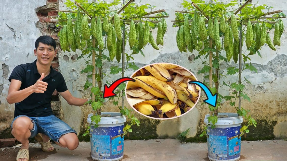 Grow bitter melon on the terrace in used recycling baskets | Growing bitter melon with banana Grow bitter melon on the terrace in used recycling baskets | Growing bitter melon with banana